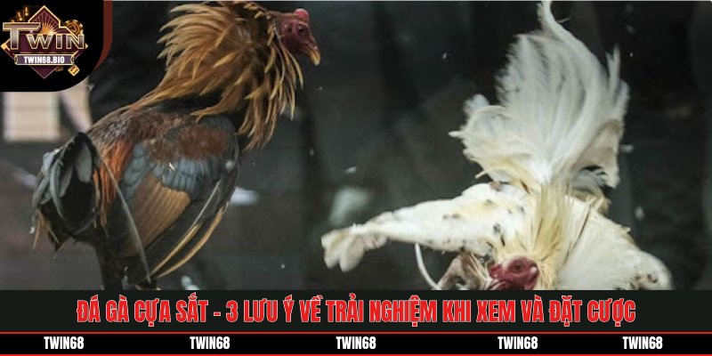 Đá Gà Cựa Sắt - 3 Lưu Ý Về Trải Nghiệm Khi Xem Và Đặt Cược