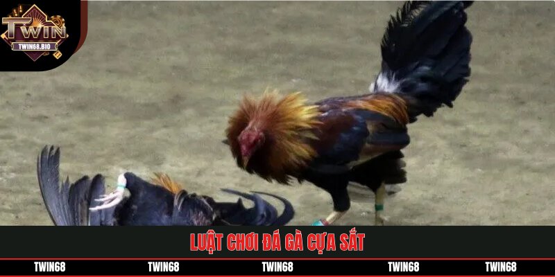 Luật chơi đá gà cựa sắt