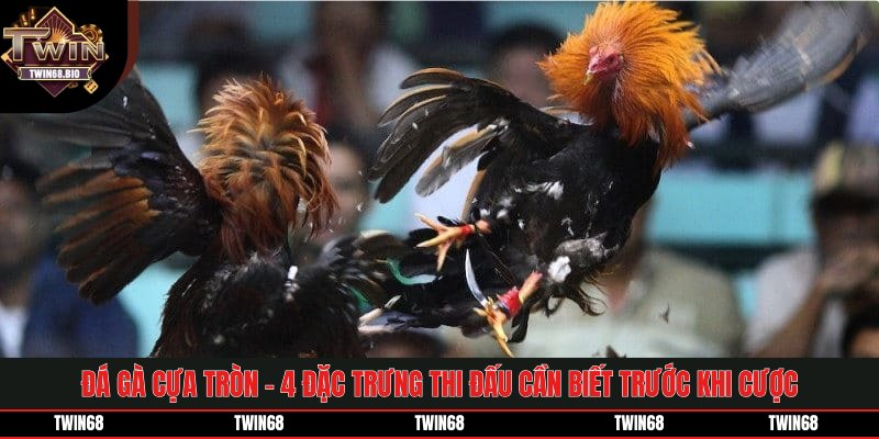 Đá Gà Cựa Tròn - 4 Đặc Trưng Thi Đấu Cần Biết Trước Khi Cược