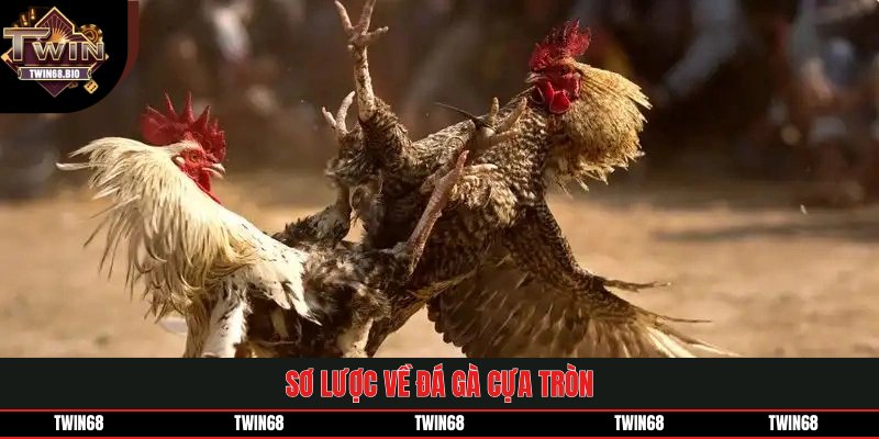 Sơ lược về đá gà cựa tròn