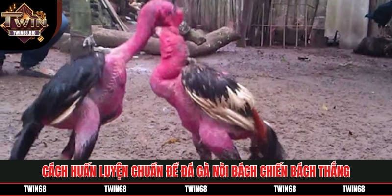 Cách huấn luyện chuẩn để đá gà nòi bách chiến bách thắng