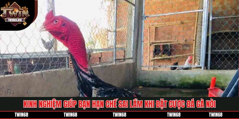 Kinh nghiệm quý báu giúp bạn hạn chế sai lầm khi đặt cược đá gà nòi