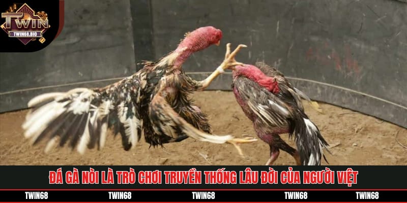 Đá gà nòi là trò chơi truyền thống lâu đời của người Việt