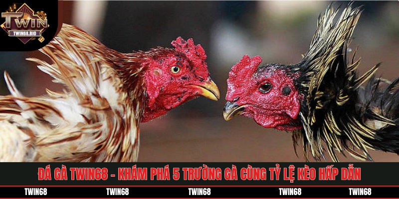 Đá Gà TWIN68 - Khám Phá 5 Trường Gà Cùng Tỷ Lệ Kèo Hấp Dẫn