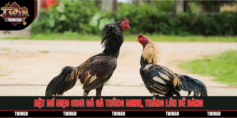 Bật mí mẹo chơi đá gà thông minh, thắng lớn dễ dàng