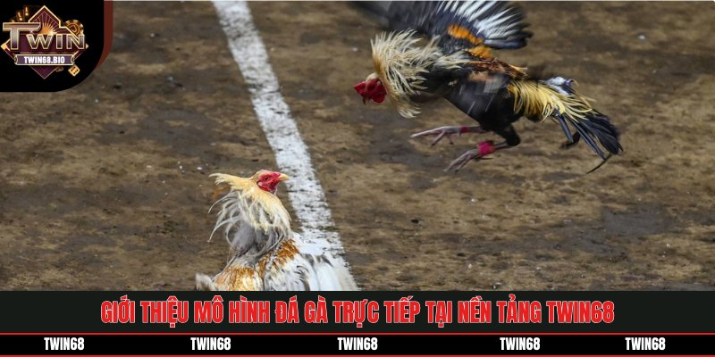 Giới thiệu mô hình đá gà trực tiếp tại nền tảng TWIN68