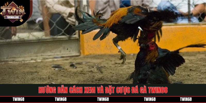 Hướng dẫn cách xem và đặt cược đá gà TWIN68