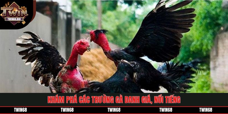 Khám phá các trường gà danh giá, nổi tiếng