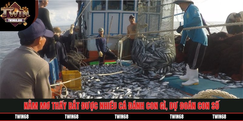 Nằm mơ thấy bắt được nhiều cá đánh con gì và dự đoán các con số may mắn