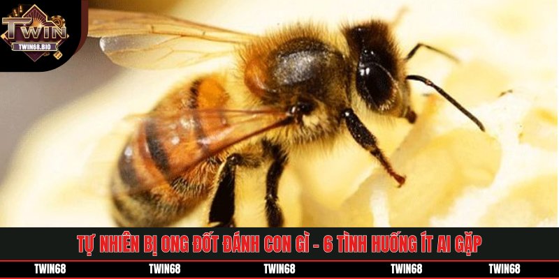 Tự Nhiên Bị Ong Đốt Đánh Con Gì - 6 Tình Huống Ít Ai Gặp