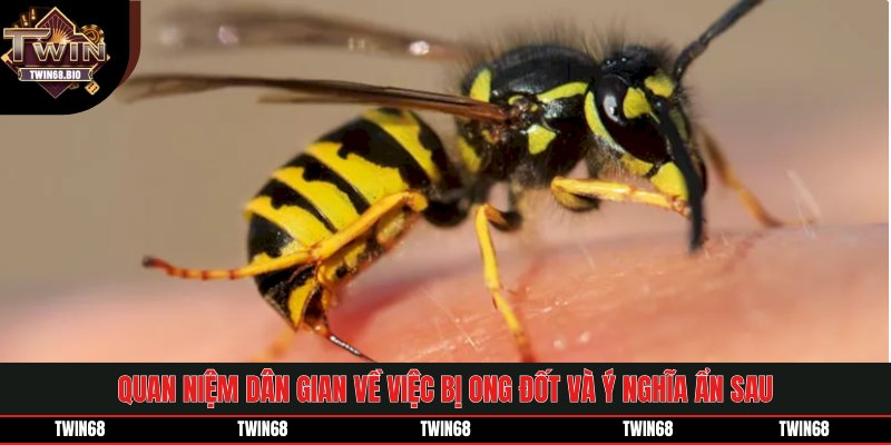 Quan niệm dân gian về việc bị ong đốt và ý nghĩa ẩn sau